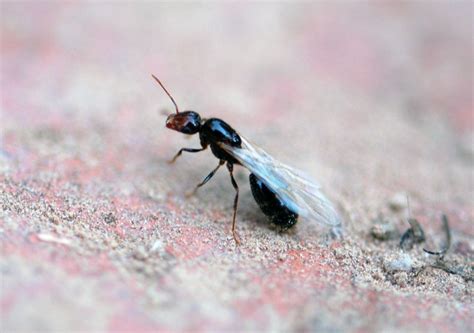Ant swarmers. Things To Know About Ant swarmers. 